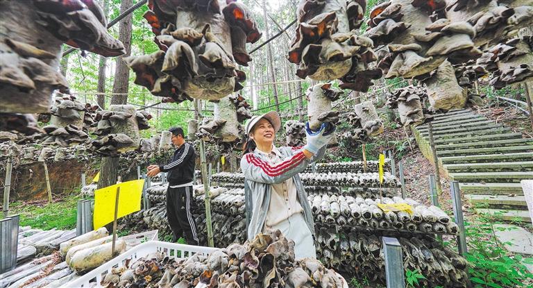 质量发展产业调研】林下生金不朽情缘平台登录入口【高(图3)